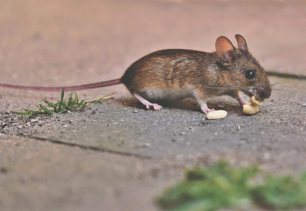 【ふんの見分け方】ネズミの種類によるふんの違い