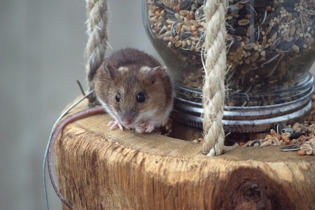 ネズミのふんを見つけたあとに自分でできる再発対策