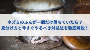 ネズミのふんが一個だけ落ちていたら？見分け方と今すぐやるべき対処法を徹底解説！