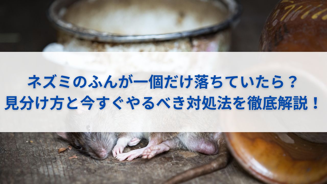 ネズミのふんが一個だけ落ちていたら？見分け方と今すぐやるべき対処法を徹底解説！