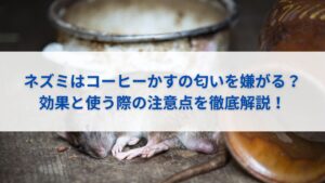 ネズミはコーヒーかすの匂いを嫌がる？効果と使う際の注意点を徹底解説！