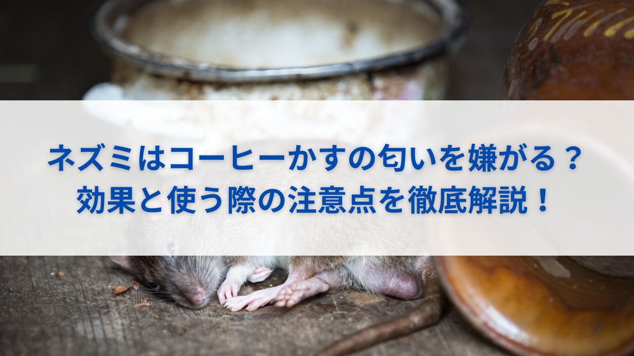 ネズミはコーヒーかすの匂いを嫌がる？効果と使う際の注意点を徹底解説！
