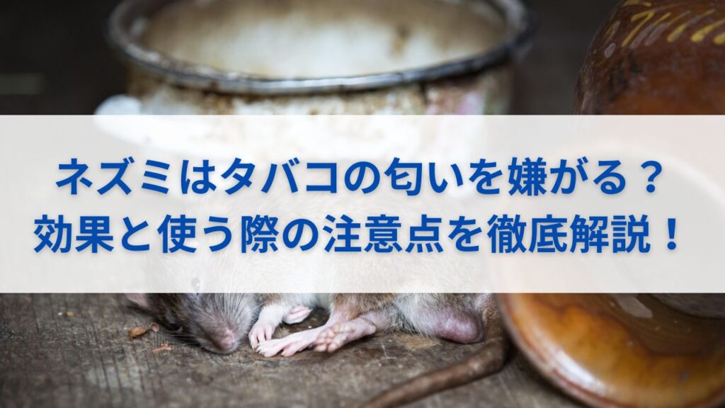 ネズミはタバコの匂いを嫌がる？効果と使う際の注意点を徹底解説！