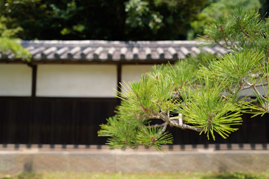 松の木を剪定するのに最適な時期を解説！