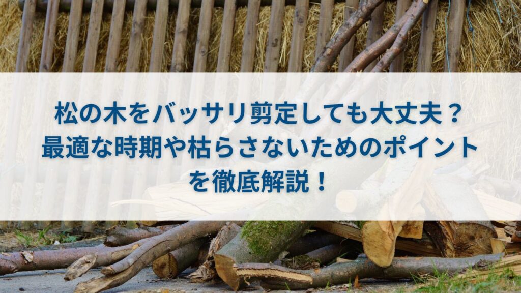 松の木をバッサリ剪定しても大丈夫？最適な時期や枯らさないためのポイントを徹底解説！